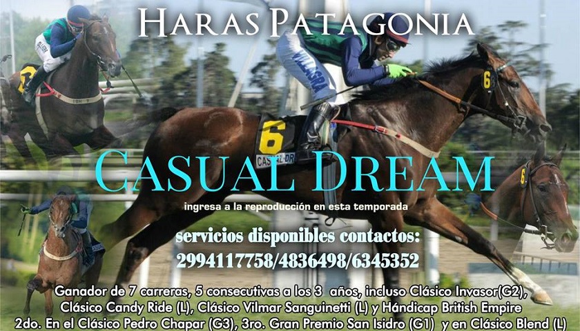 Haras Patagonia presenta al ganador clásico Casual Dream, servicios disponibles